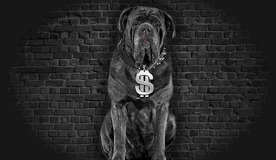 Big Dollar Free Daily Bonus Codes