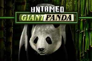 Giant Panda